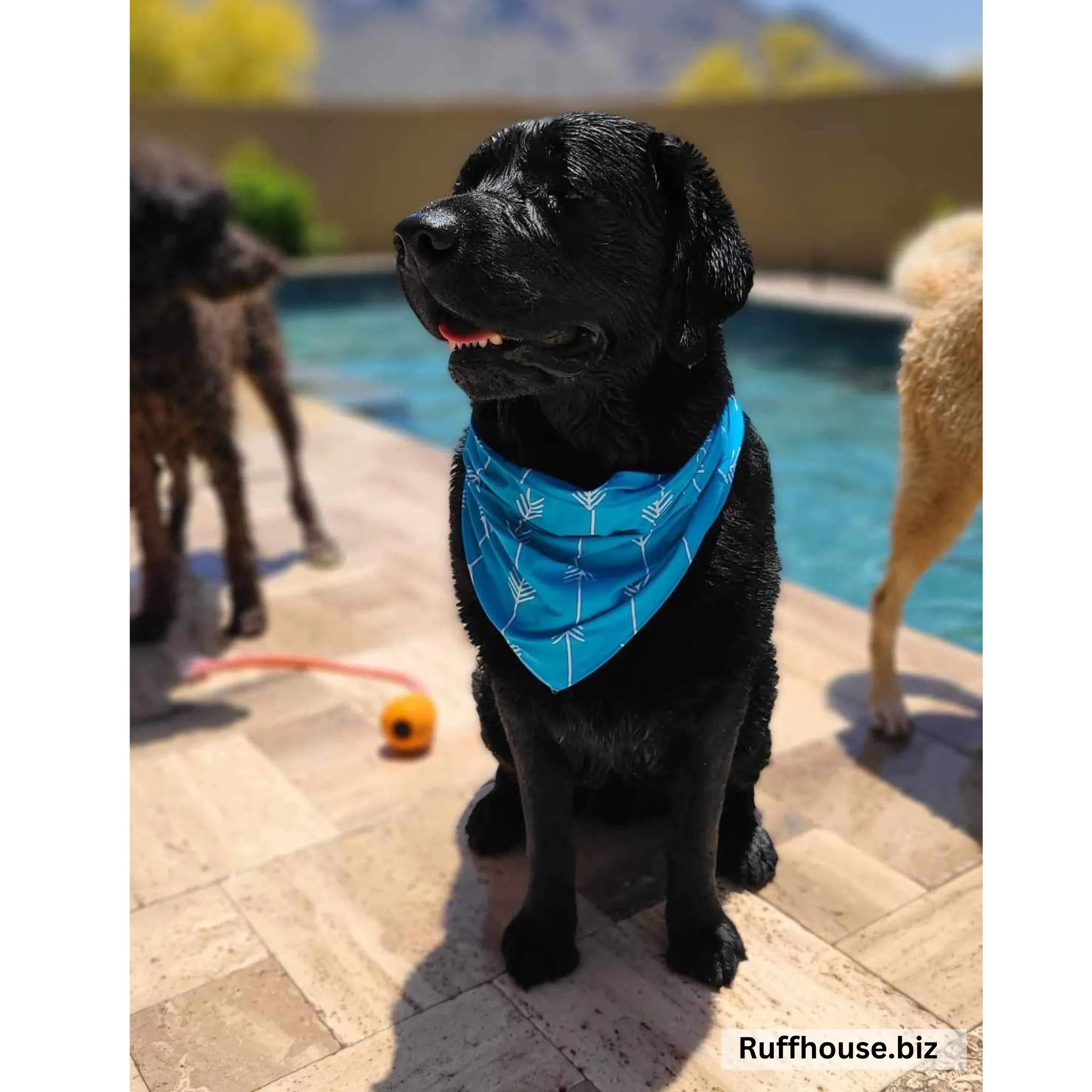 Turquoise with White Arrows Dog Swim scARF