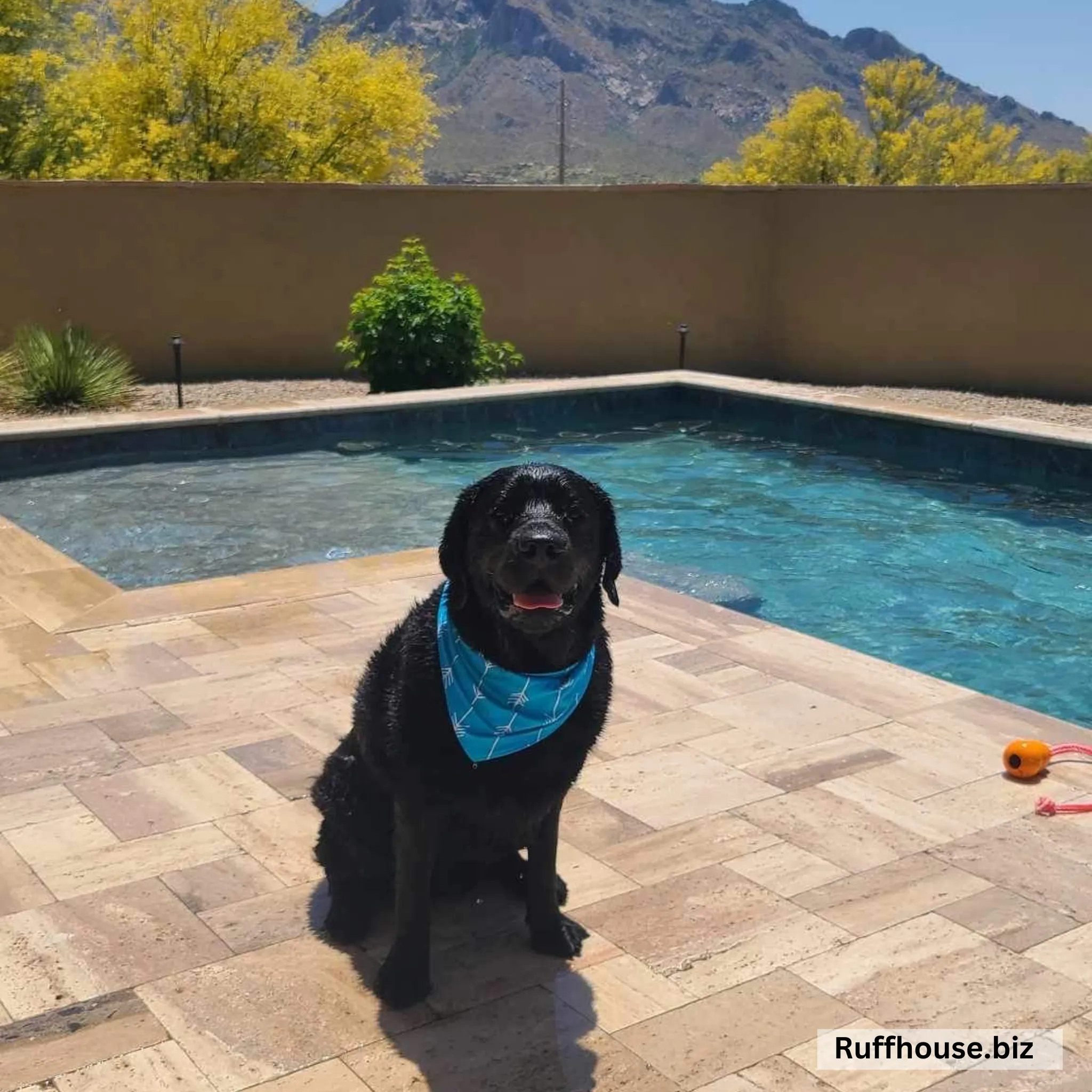 Turquoise with White Arrows Dog Swim scARF