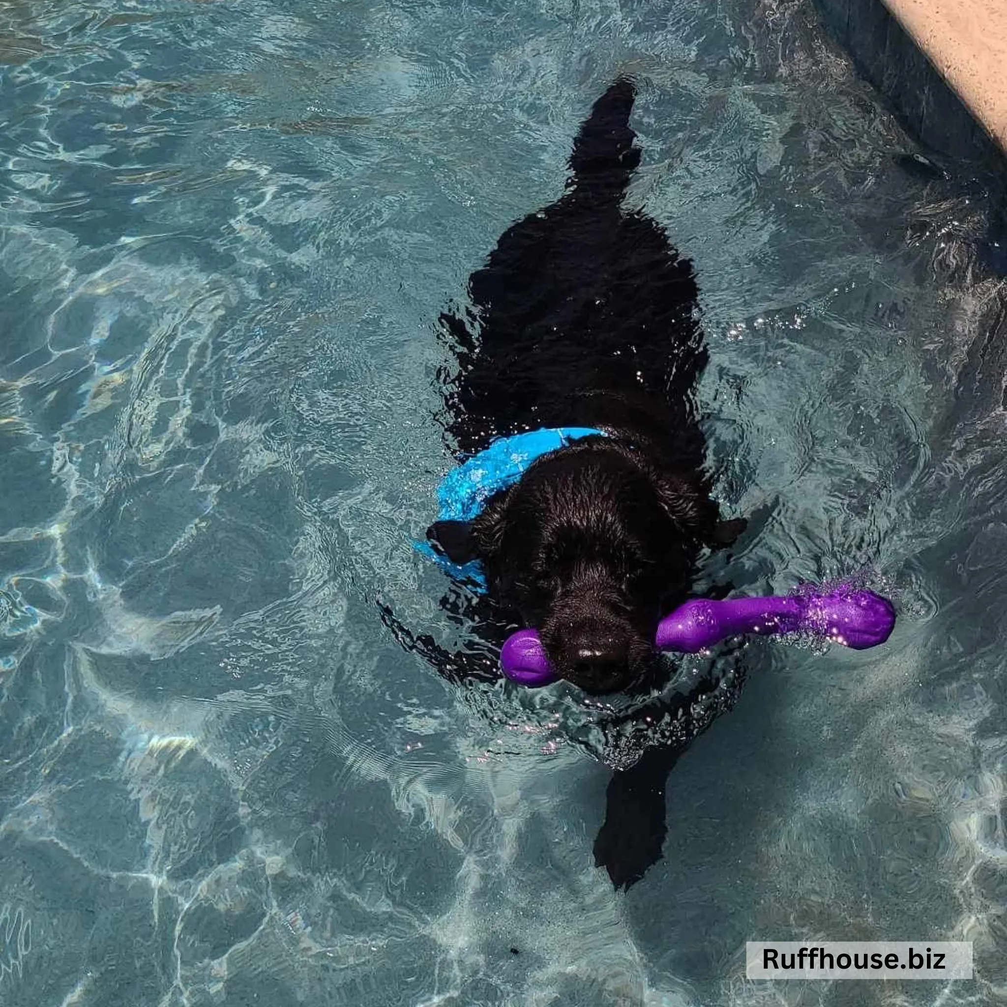 Turquoise with White Arrows Dog Swim scARF
