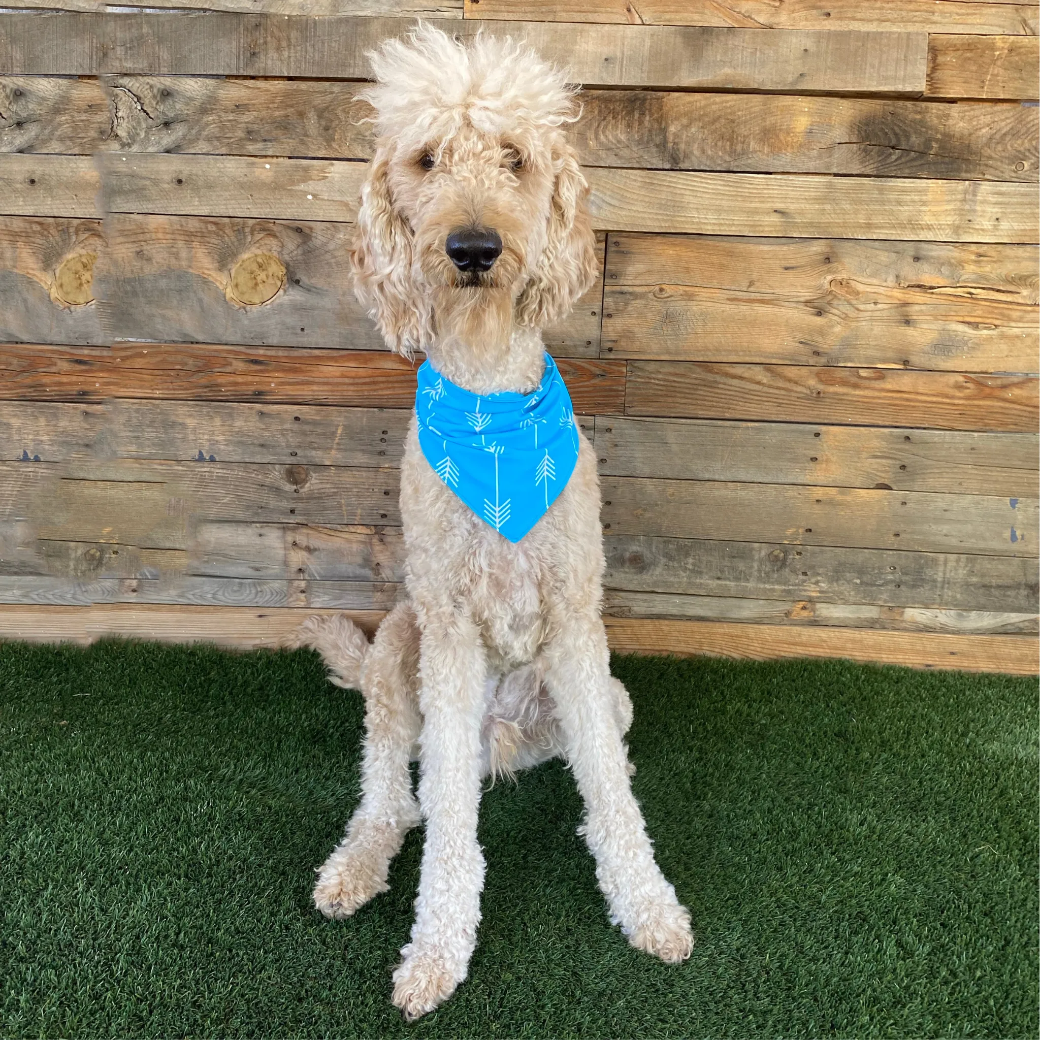 Turquoise with White Arrows Dog Swim scARF