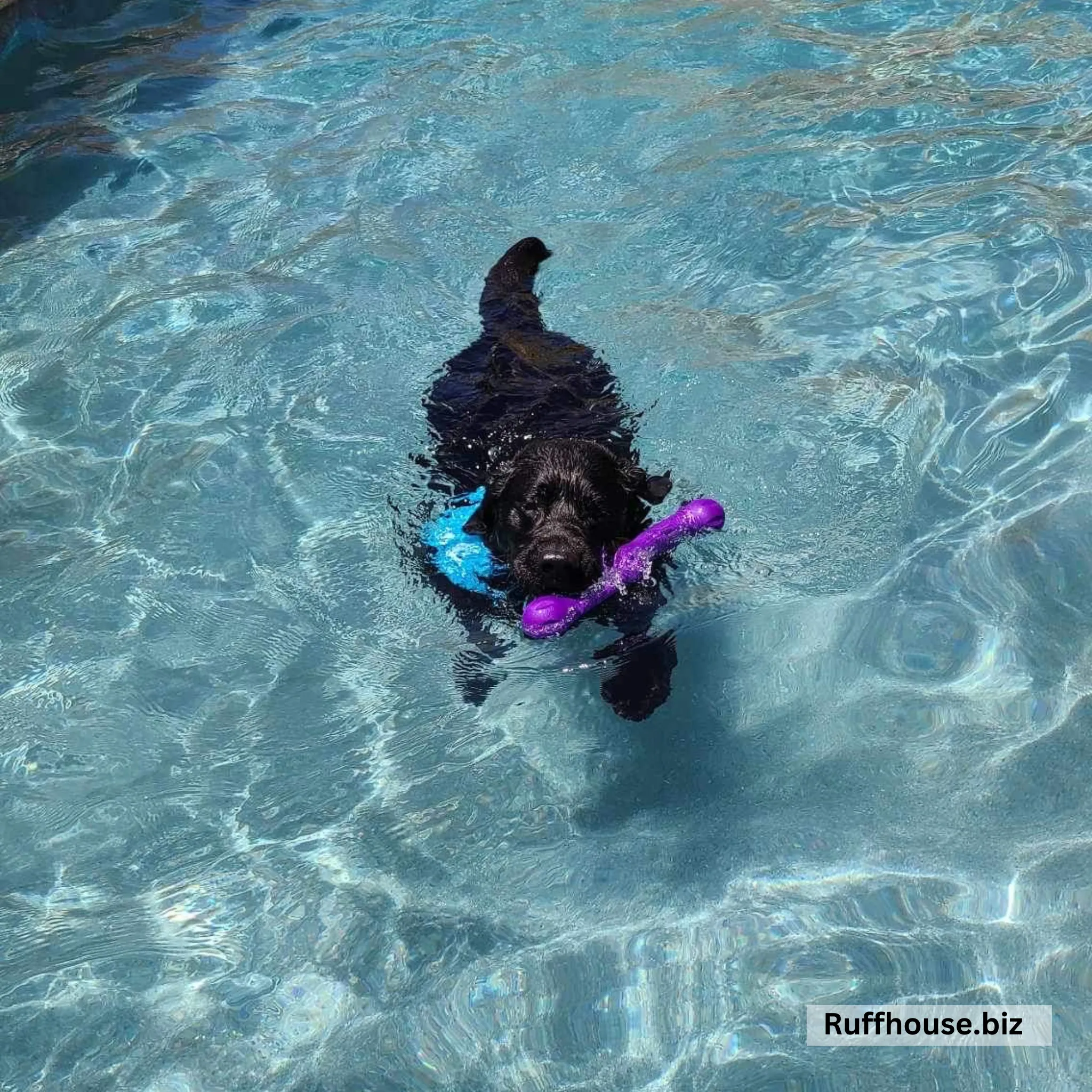 Turquoise with White Arrows Dog Swim scARF