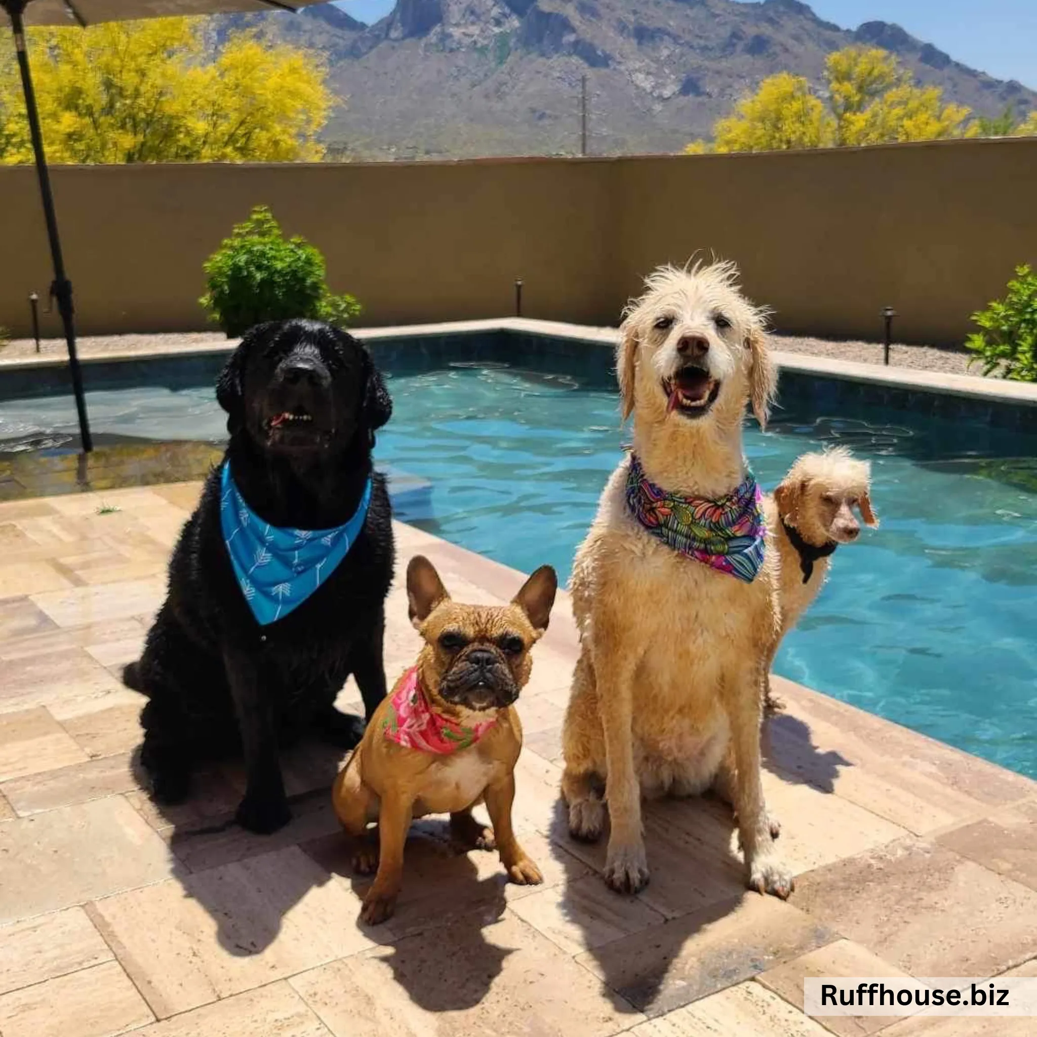 Turquoise with White Arrows Dog Swim scARF