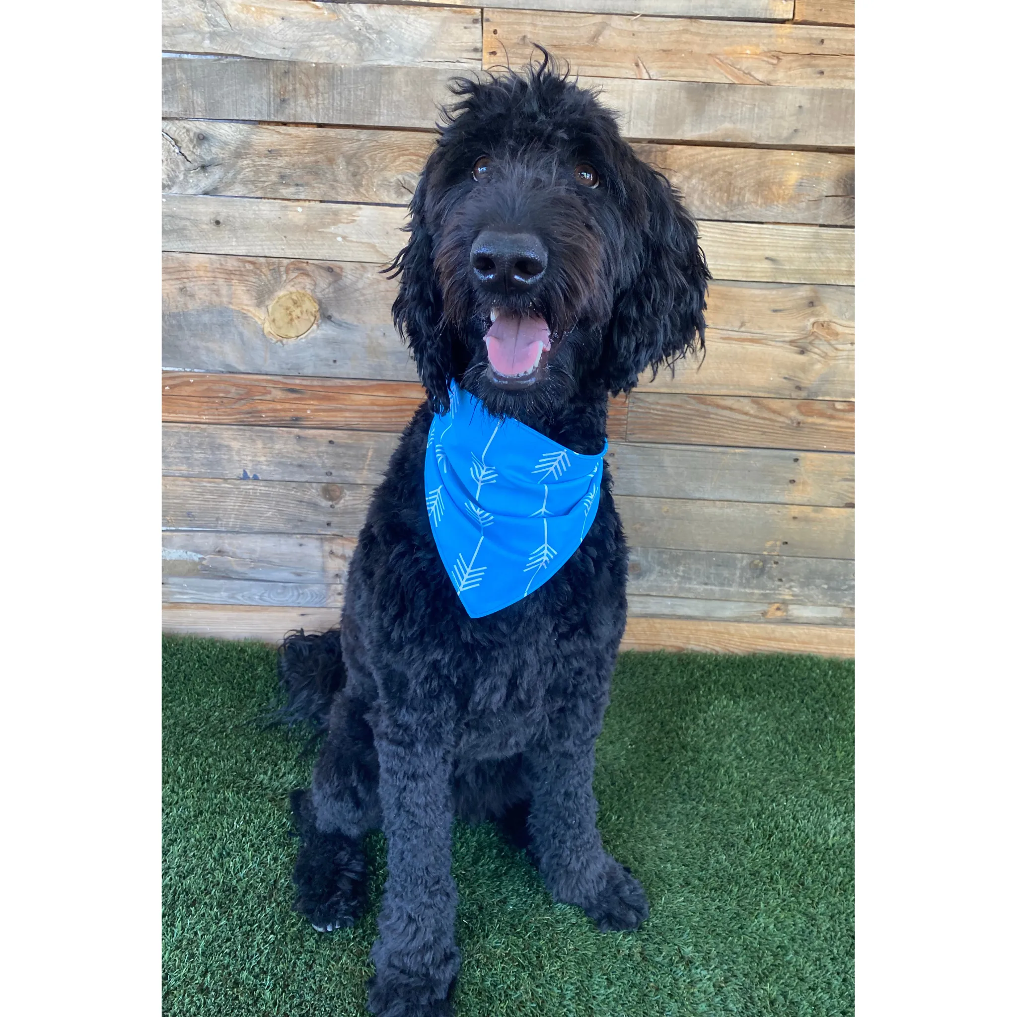 Turquoise with White Arrows Dog Swim scARF